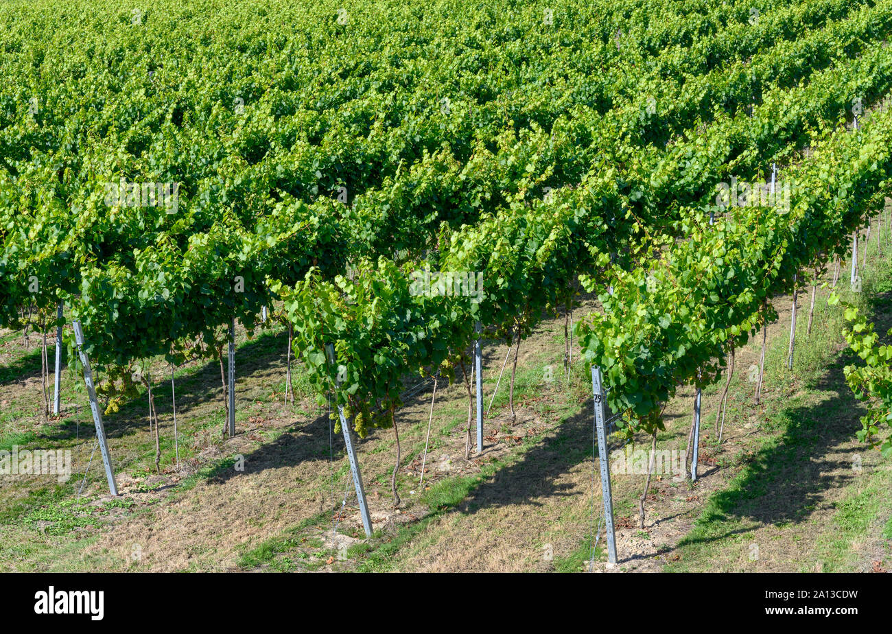 Trauben und Reben an Bolney Weingut - Weingut - Bolney, Haywards Heath, West Sussex, England, Großbritannien Stockfoto