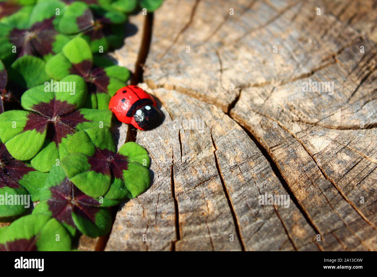 Das Bild zeigt eine glücksklee Grenze auf einem alten Baumstamm. Stockfoto