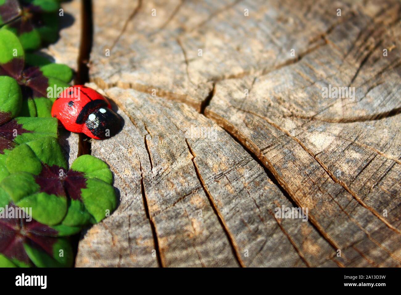 Das Bild zeigt eine glücksklee Grenze auf einem alten Baumstamm. Stockfoto
