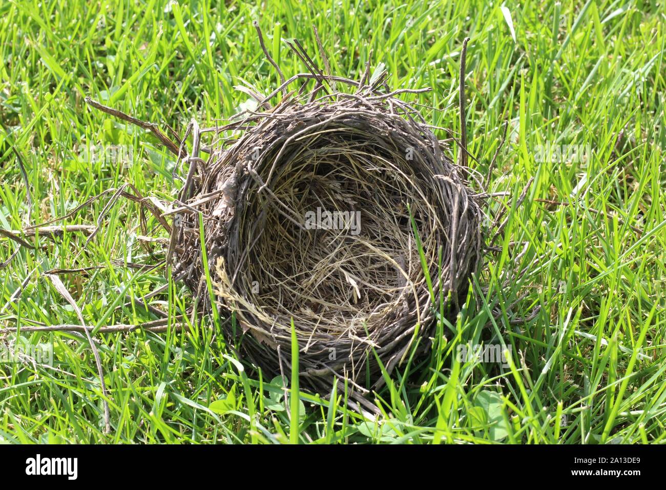 Verlassene Vogelnest, die von einem Baum gefallen ist Stockfoto