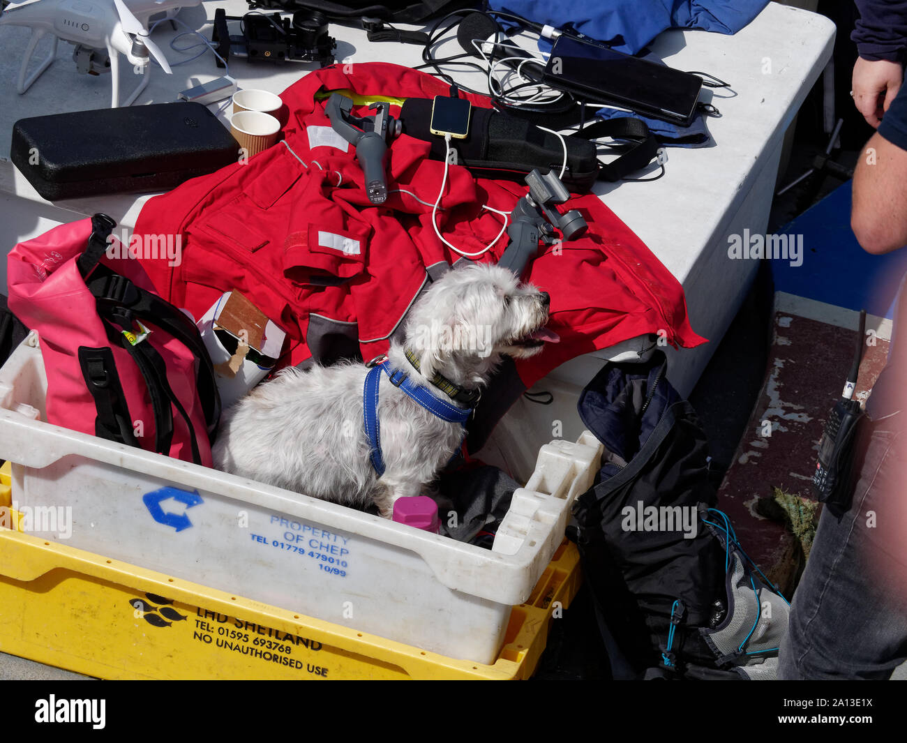 Frauen Rudern in Teams von sechs in traditioneller Handarbeit pilot gig Boote. Die jährliche West Country Fall zeichnet Teams aus Europa (London) Stockfoto