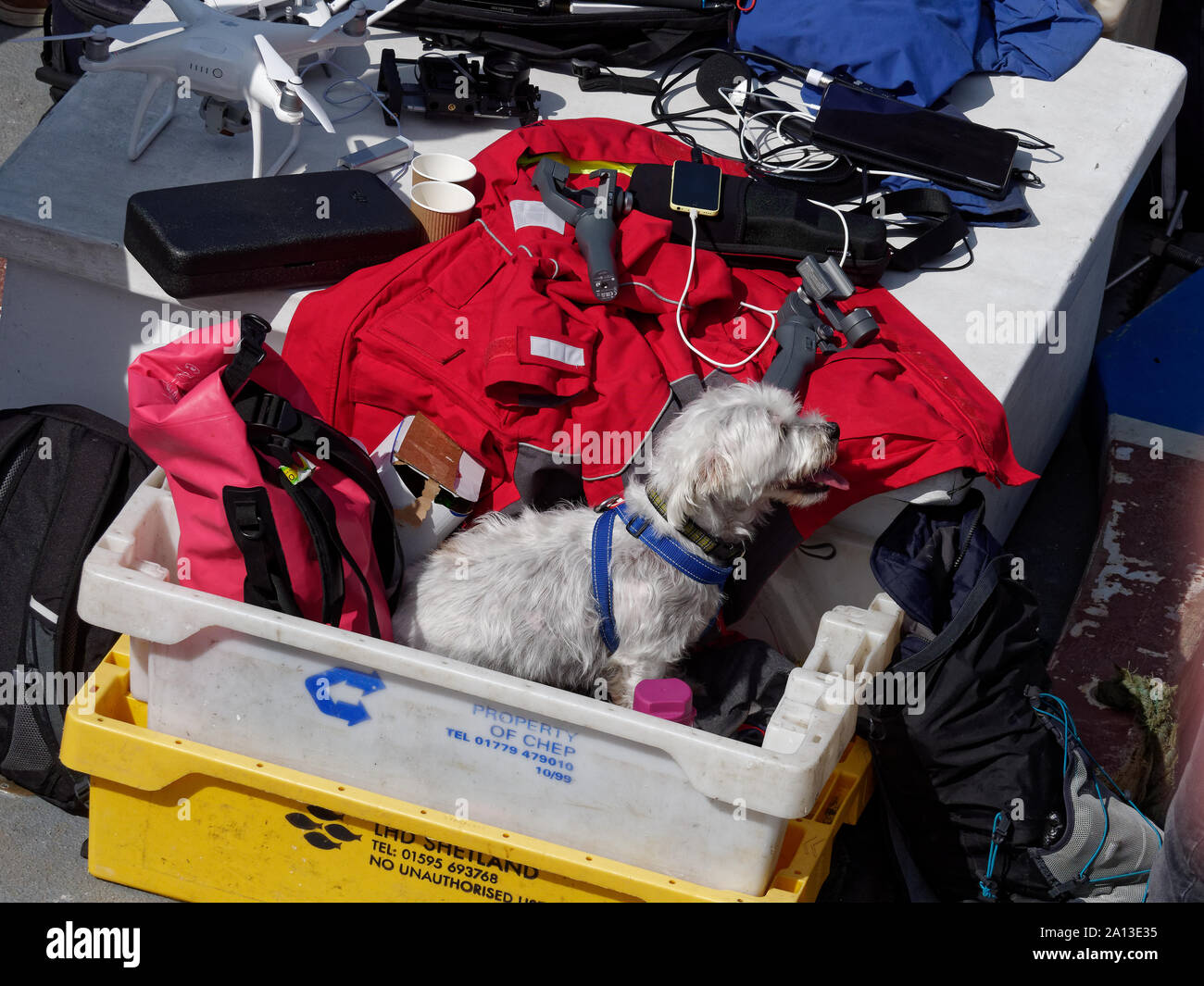 Frauen Rudern in Teams von sechs in traditioneller Handarbeit pilot gig Boote. Die jährliche West Country Fall zeichnet Teams aus Europa (London) Stockfoto
