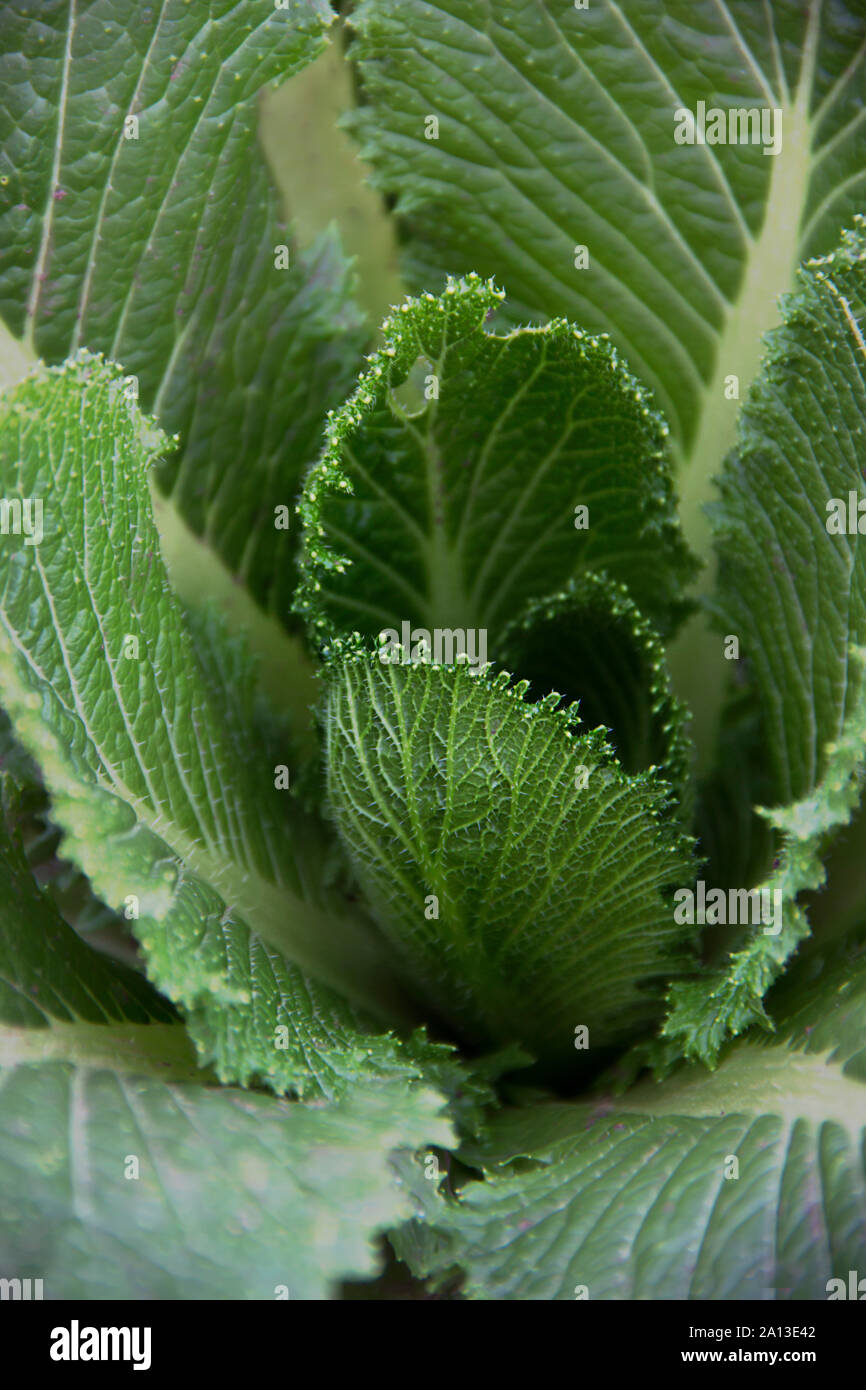 Schöne grüne Blätter von Peking Kohl, Hintergrund Stockfoto