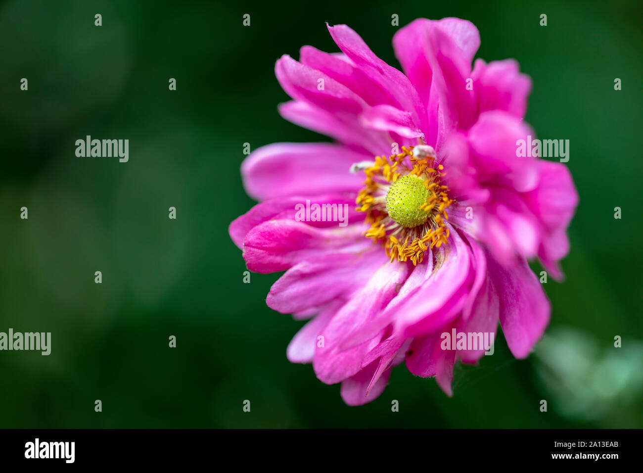 Nahaufnahme der zarten rosa Blume mit multi-layer Blütenblätter (flache Tiefenschärfe) - North Carolina Arboretum, Asheville, North Carolina, USA Stockfoto