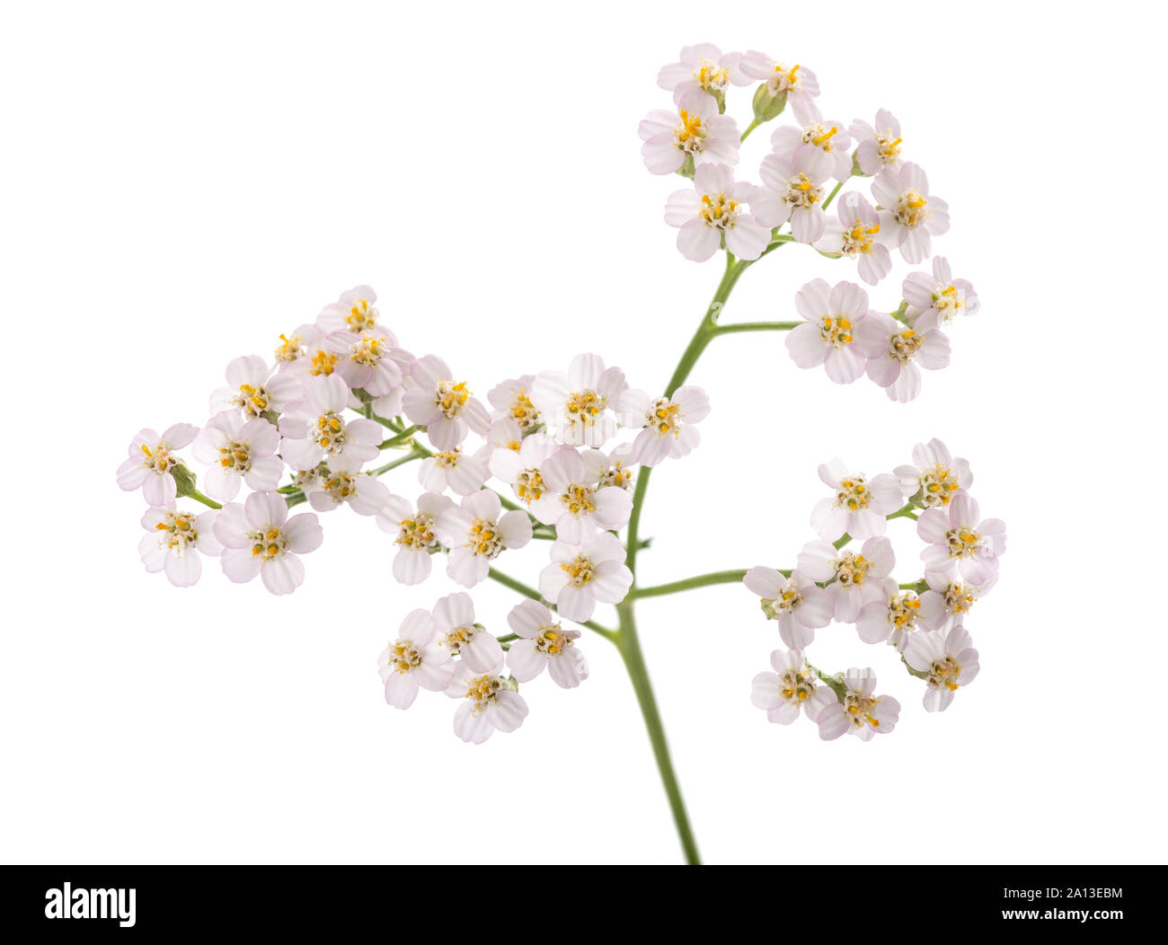 Weiße Schafgarbe Blumen isoliert auf weißem Hintergrund. Stockfoto