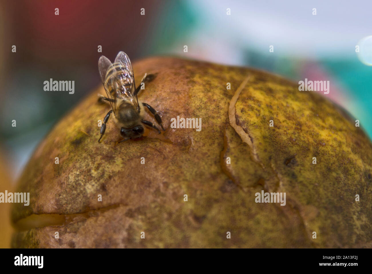 Der einsame Biene saugt alle Säfte in die überreifen Birnen findet. Stockfoto