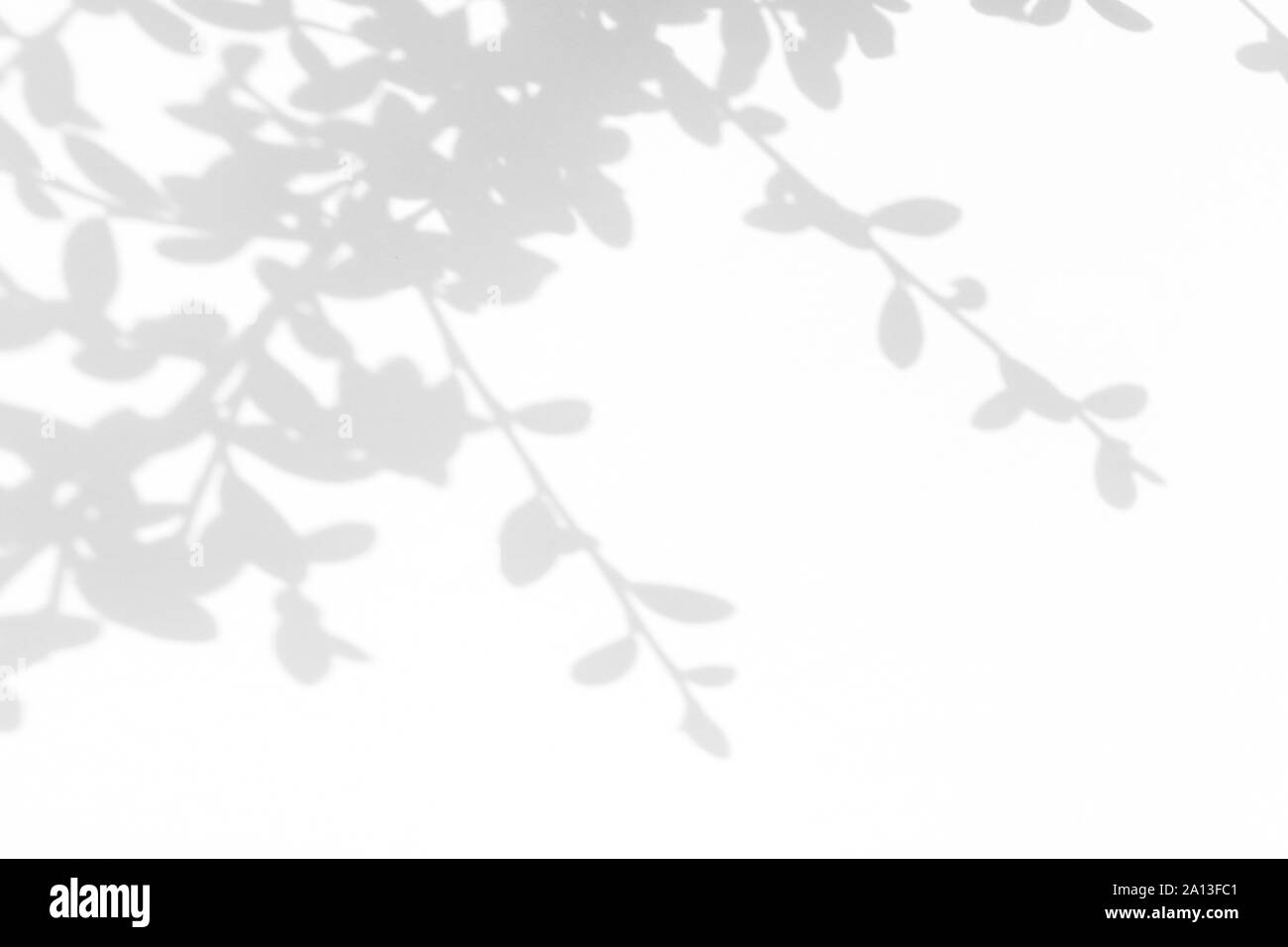 Overlay für Foto. Graue Schatten der Blätter auf eine weiße Wand. Abstrakten neutralen Charakter Konzept verschwommenen Hintergrund. Platz für Text. Stockfoto