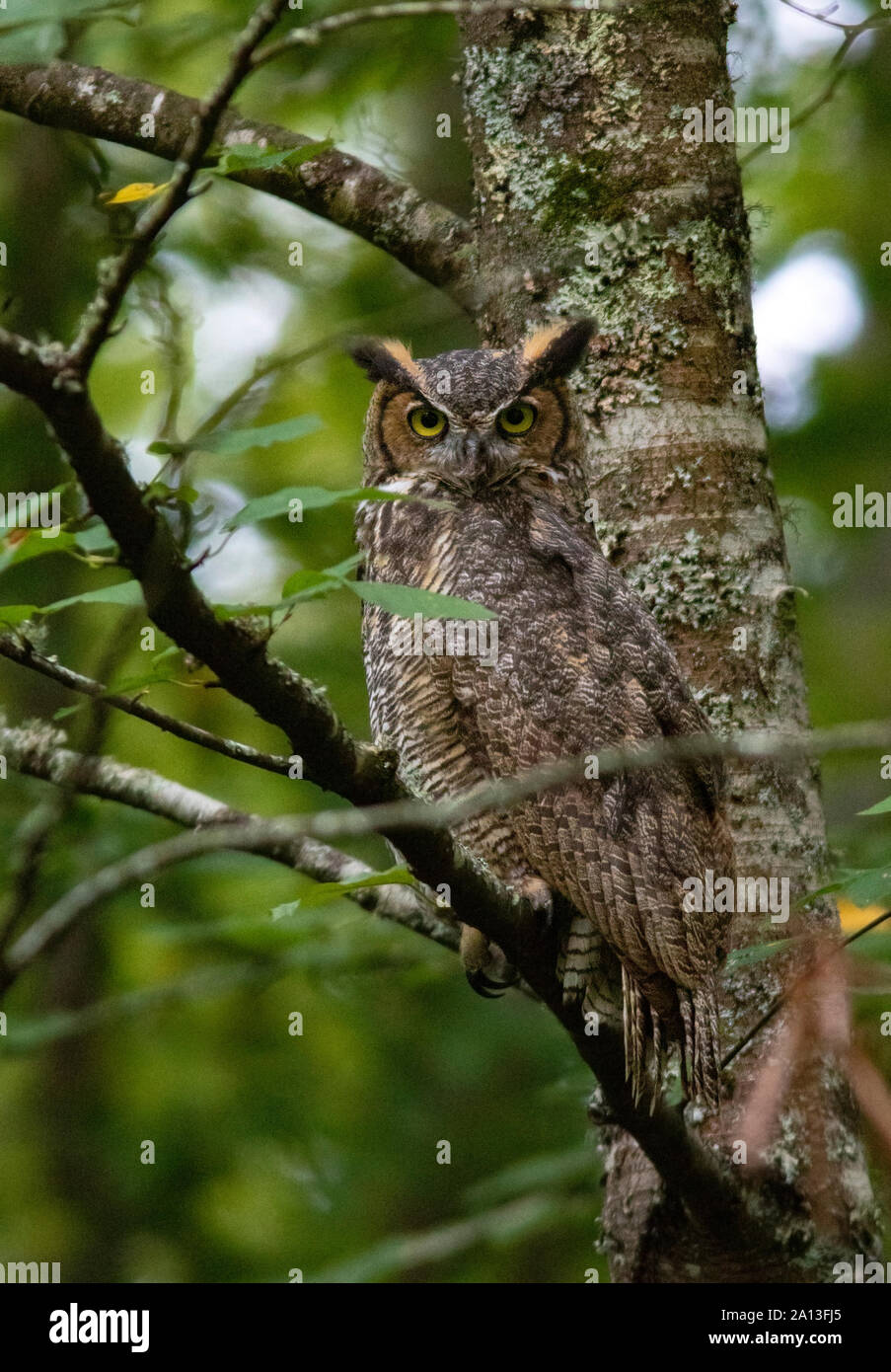 Great Horned Owl (Bubo virginianus) - Brevard, North Carolina, USA Stockfoto