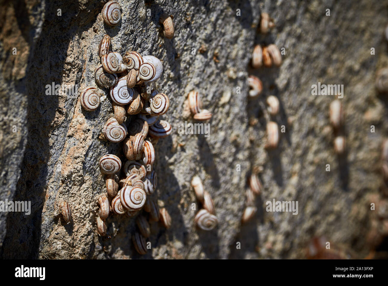 Schnecken hängen von einem Felsen Stockfoto