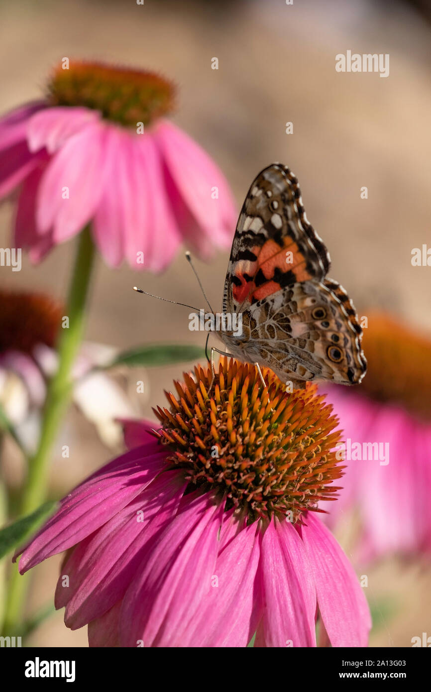 Ein Distelfalter Schmetterling, Vanessa cardui, nectaring auf Sonnenhut, Echinacea. Kansas, USA. Stockfoto