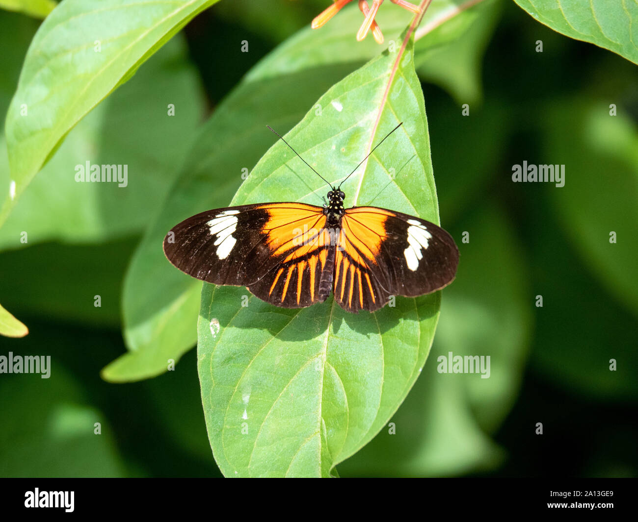Postman Schmetterling auf Blatt Stockfoto