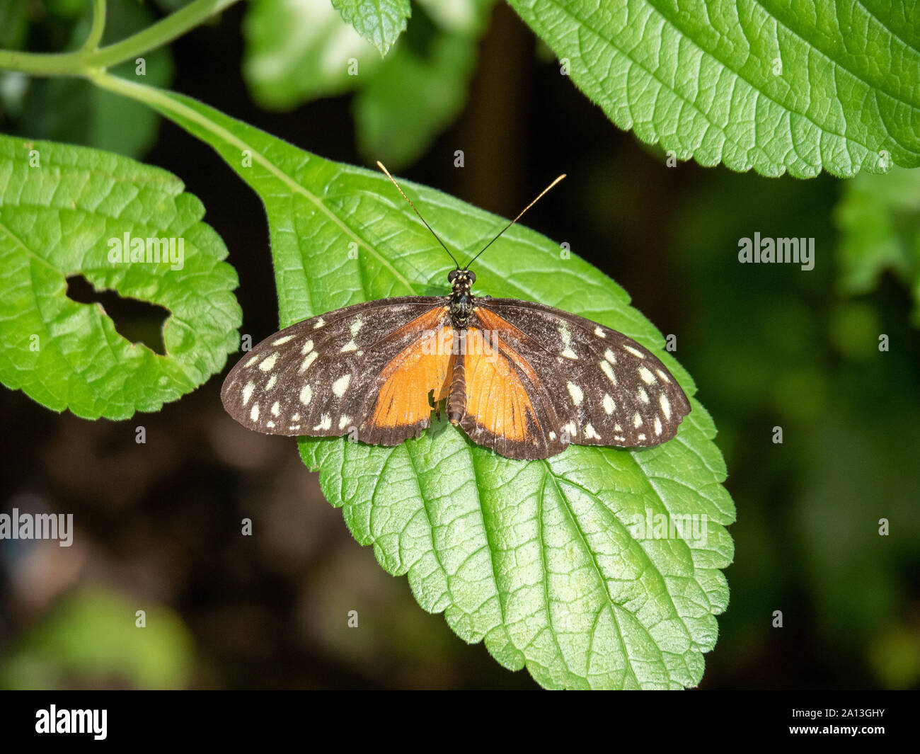 Golden Helicon Schmetterling auf einem grünen Blatt Stockfoto
