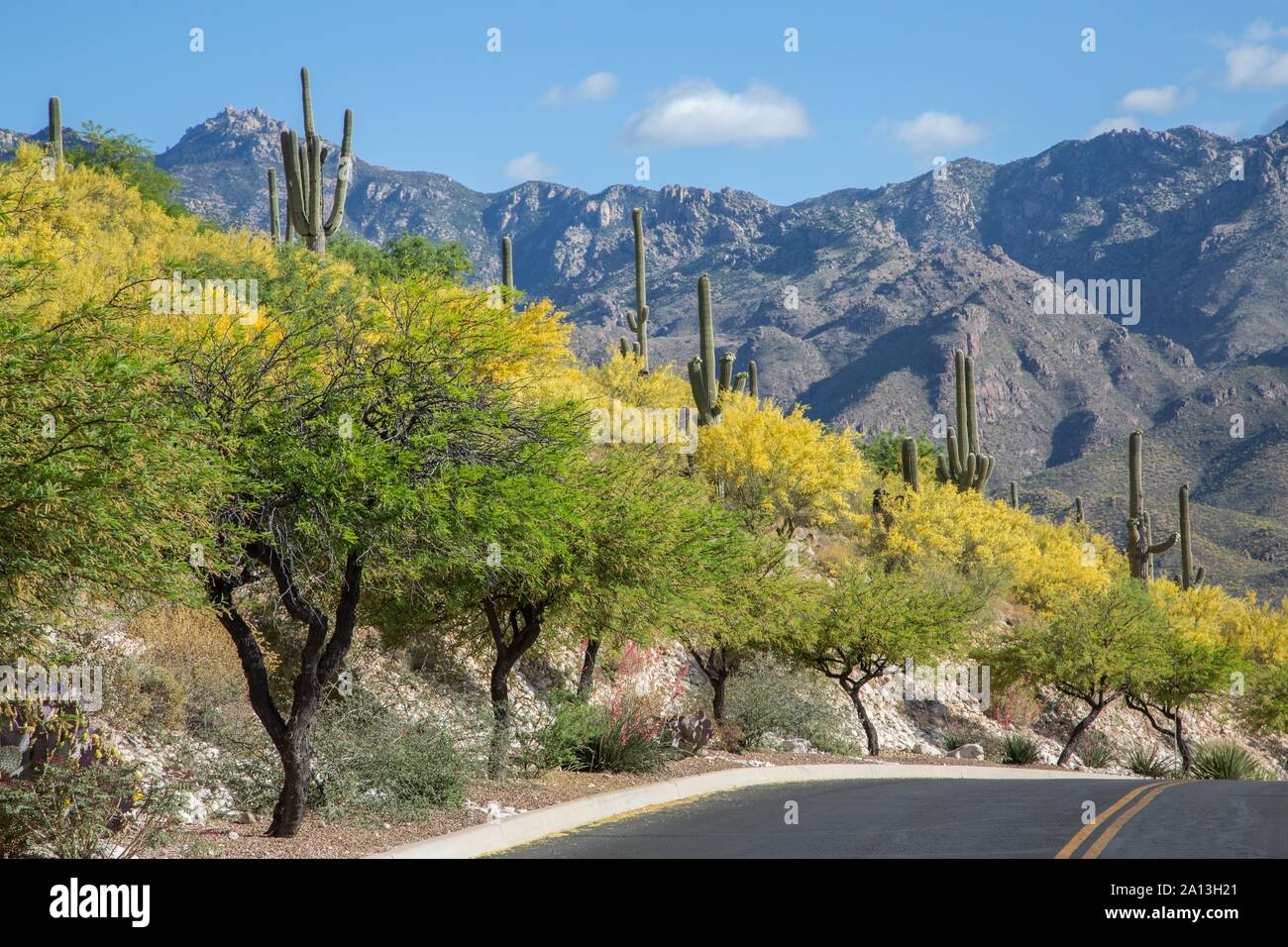 Blühende Palo Verde Bäume (parkinsonia Florida) und Kakteen auf Straße, hinter der Santa Catalina Mountains, Tucson, Arizona, USA Stockfoto