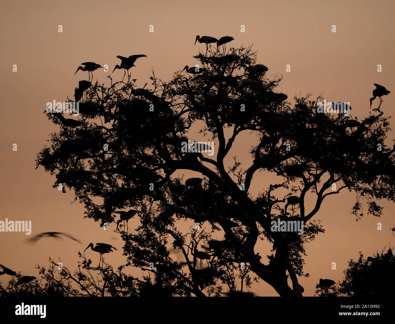 Viele Yellow-billed Störche (mycteria Ibis) in Bäume an der Storchenkolonie Silhouette in der Dämmerung im South Luangwa National Park, Sambia, Afrika Stockfoto