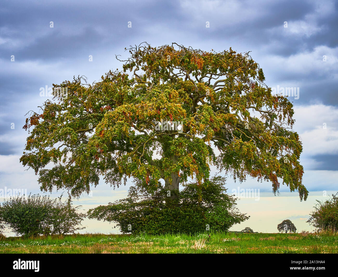Schließen Ernte eines Europäischen Buche Fagus sylvatica gegen einen dunklen Moody dramatische stimmungsvolle Sky isoliert, als es der erste Hinweis auf Herbst Farbe zeigt Stockfoto
