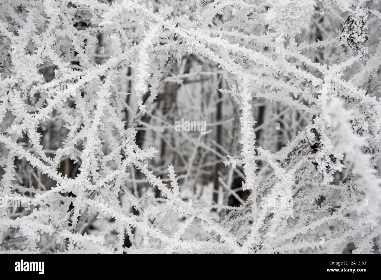 Winter im Wienerwald, Österreich, 02. Stockfoto