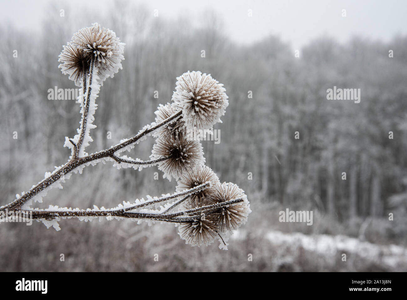 Winter im Wienerwald, Österreich, 01. Stockfoto