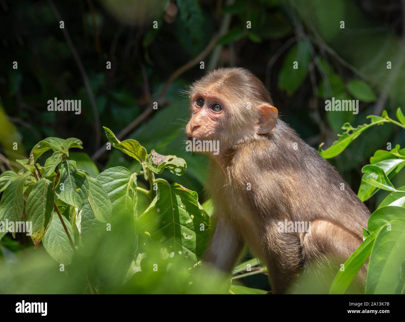 Stumpf-tailed Makaken (Macaca arctoides) Stockfoto