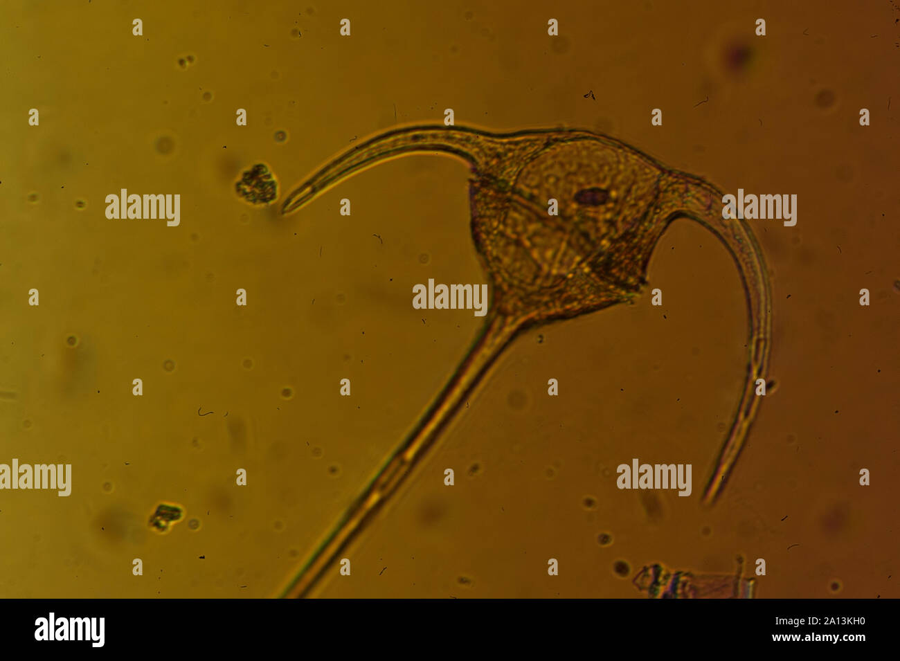 Die Gattung umfasst Ceratium Spezies Süßwasser und marine Dinoflagellaten. Die meisten Arten von ceratium sind einzellige Organismen, die charakterisieren Stockfoto