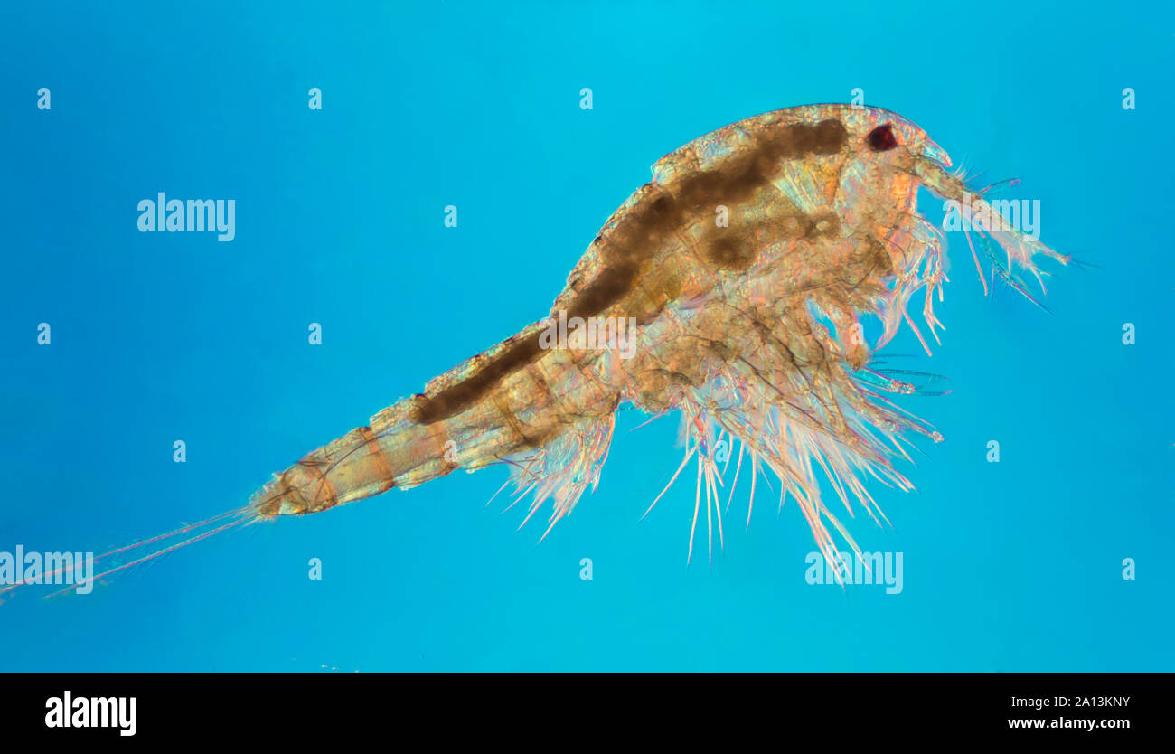 Copepoden (bedeutet "oar-Füße') sind eine Gruppe von kleinen Krebstieren in fast jedem Süßwasser und Salzwasser Lebensraum gefunden. Einige Arten ernähren sich von Plankton (dr Stockfoto