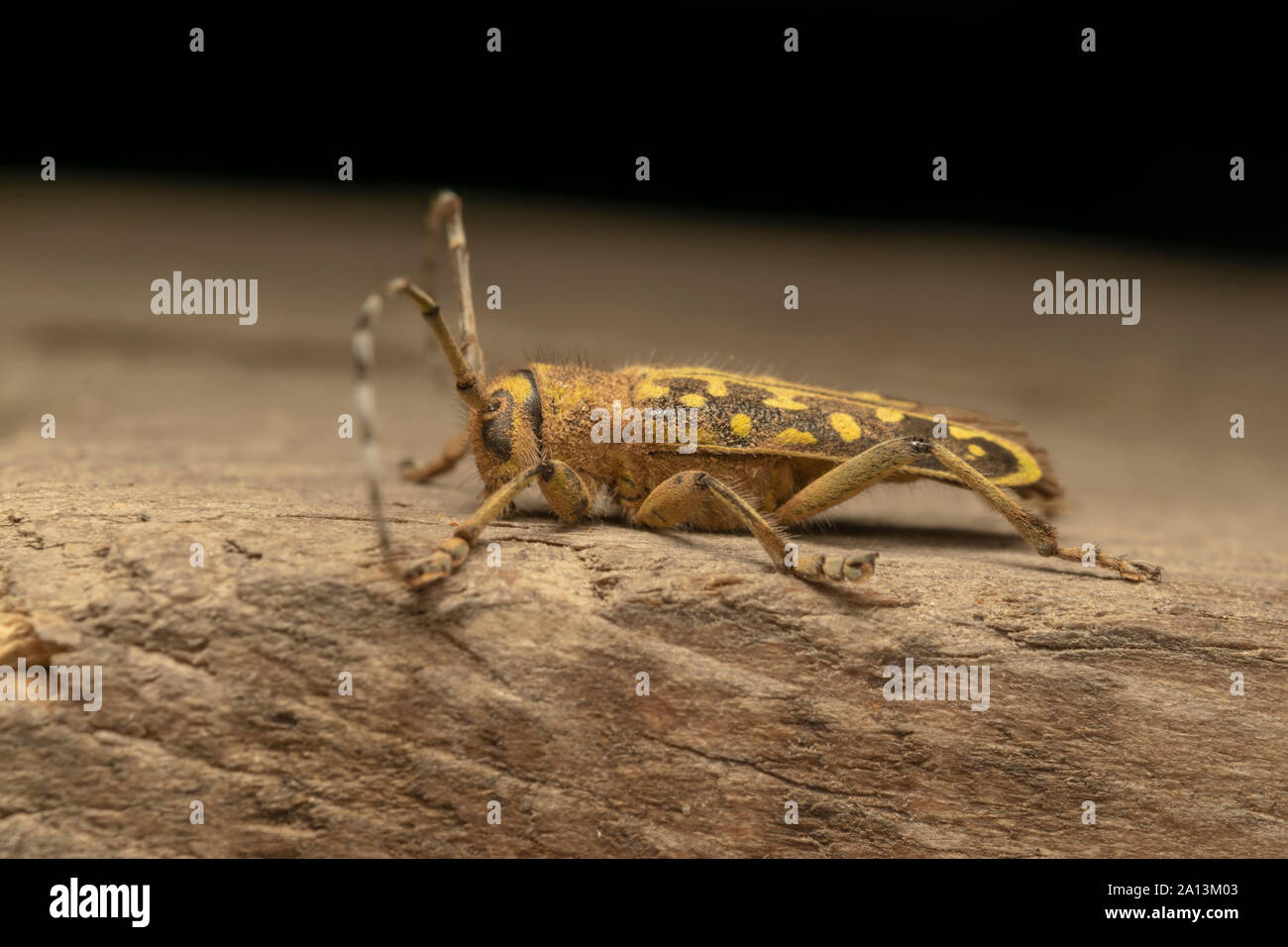 Longhorn beetle Saperda Scalaris ist eine Gattung der Käfer aus der Familie Cerambycidae. Es hat eine weite Verbreitung in Europa und Asien. Stockfoto