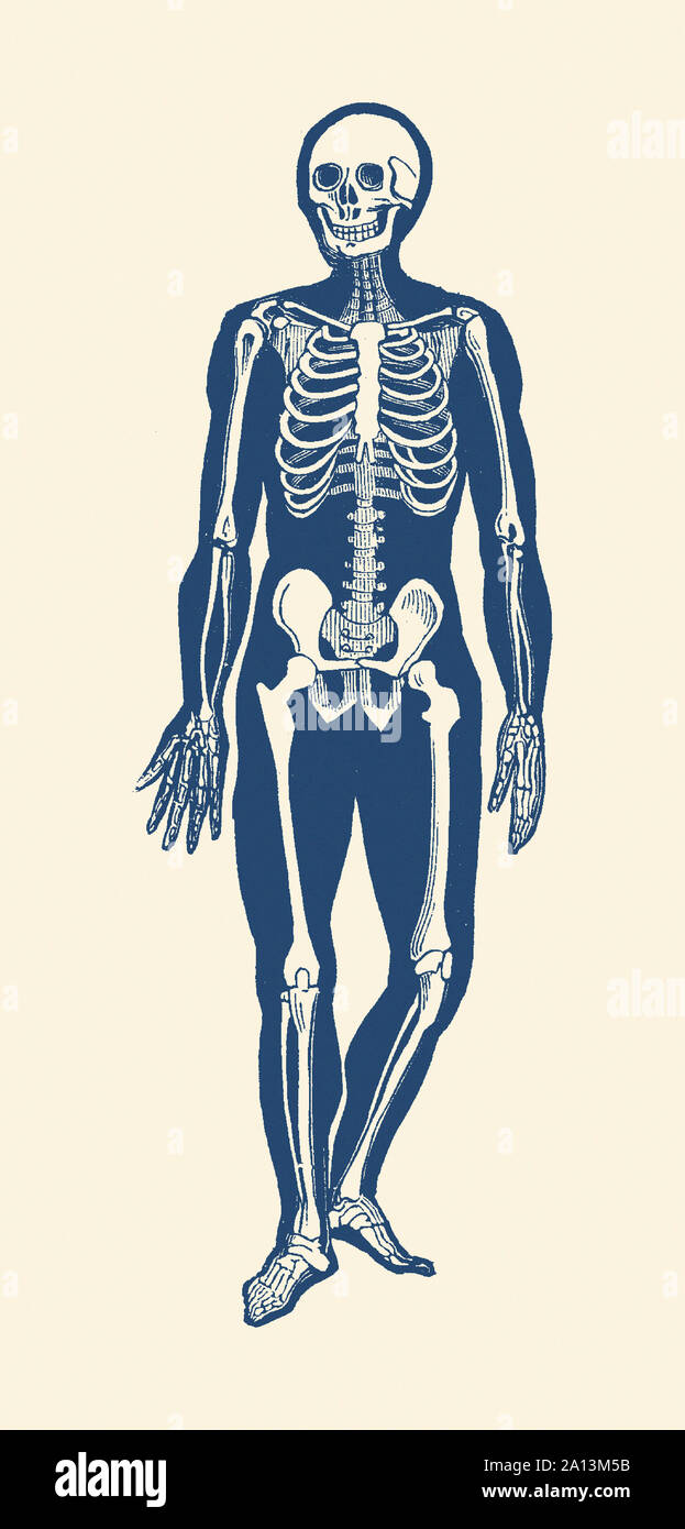 Vintage Anatomie Drucken verfügt über ein Skelett mit Blick nach vorne zeigt. Stockfoto