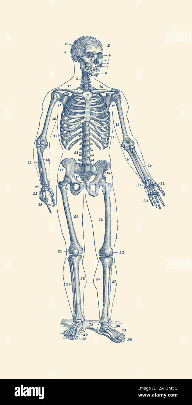 Vintage Anatomie Drucken von einem Skelett mit Knochen gezählt. Stockfoto