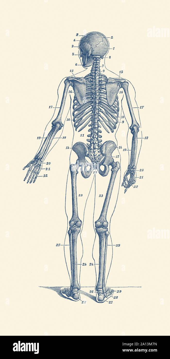 Vintage Anatomie Drucken von einem Skelett nach hinten zeigt die Knochen zu präsentieren. Stockfoto