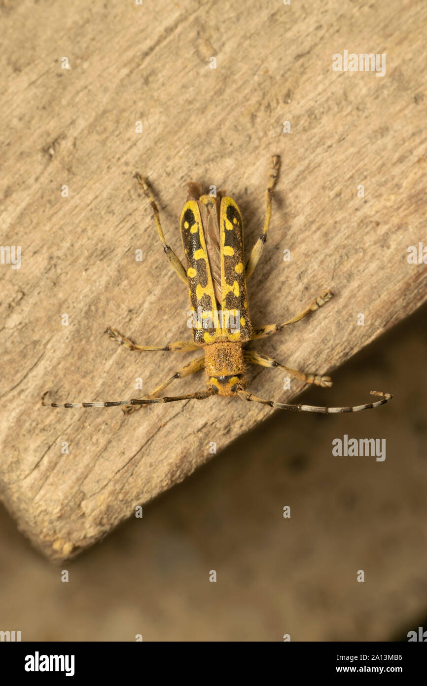 Longhorn beetle Saperda Scalaris ist eine Gattung der Käfer aus der Familie Cerambycidae. Es hat eine weite Verbreitung in Europa und Asien. Stockfoto