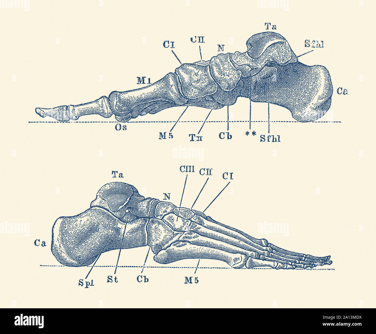 Vintage Anatomie drucken mit einem Dual View des menschlichen Fuß mit Knochen gekennzeichnet. Stockfoto