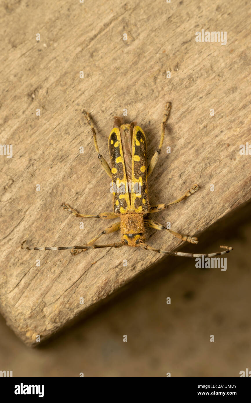 Longhorn beetle Saperda Scalaris ist eine Gattung der Käfer aus der Familie Cerambycidae. Es hat eine weite Verbreitung in Europa und Asien. Stockfoto