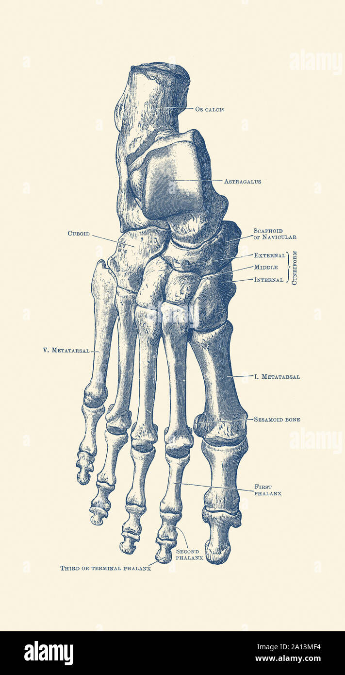 Drucken Vintage Anatomie des menschlichen Rechten Fuß mit jedem Knochen gekennzeichnet. Stockfoto