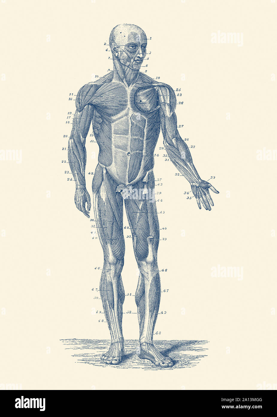 Vintage Anatomie Drucken zeigt ein Diagramm des menschlichen Bewegungsapparates. Stockfoto