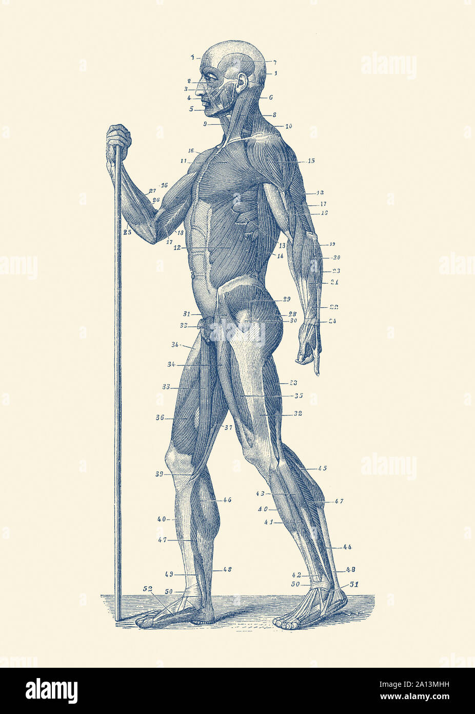 Vintage Anatomie Drucken zeigt eine Seitenansicht Abbildung der menschlichen Muskulatur. Stockfoto