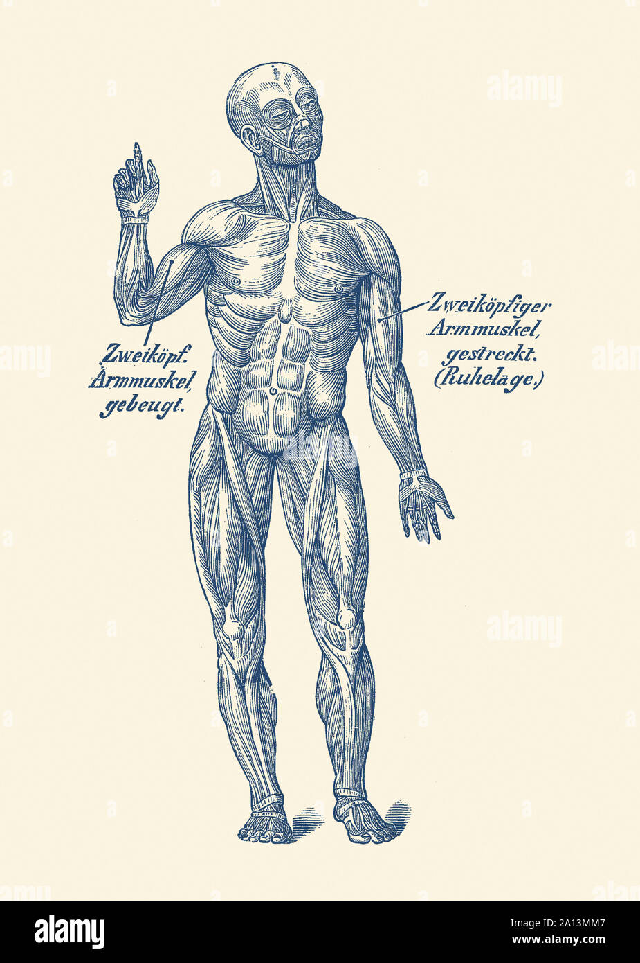 Vintage Anatomie von Vorn Ansicht der menschlichen Muskulatur. Stockfoto