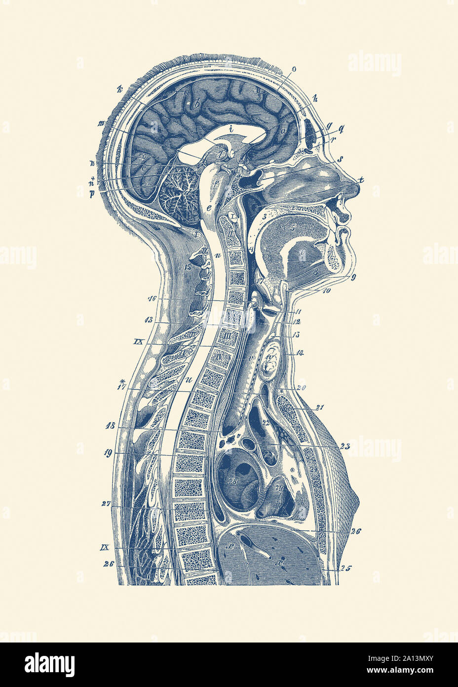 Drucken Vintage Anatomie des Gehirns, des Lymphsystems und des Rückenmarks. Stockfoto