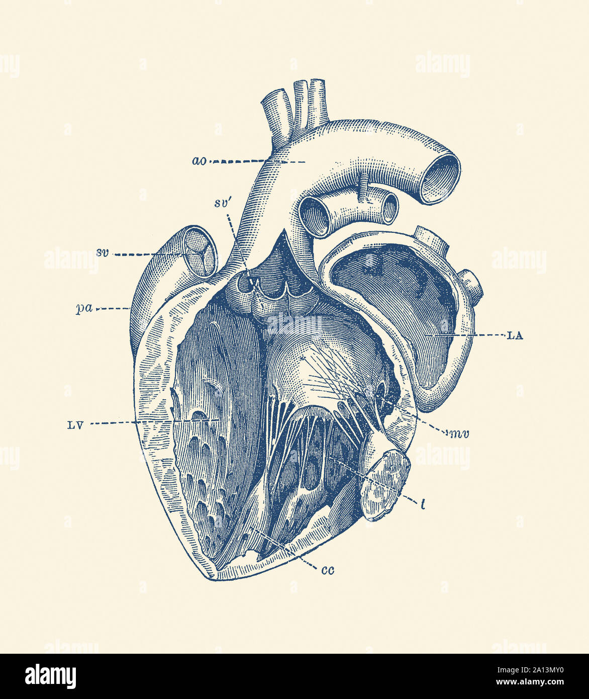 Vintage Anatomie Drucken verfügt über das menschliche Herz zur Schau stellen der internen Adern. Stockfoto