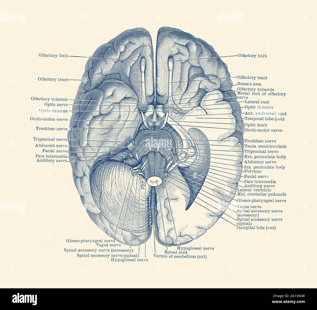 Vintage Anatomie Drucken zeigt das Nervensystem im Gehirn lokalisiert. Stockfoto