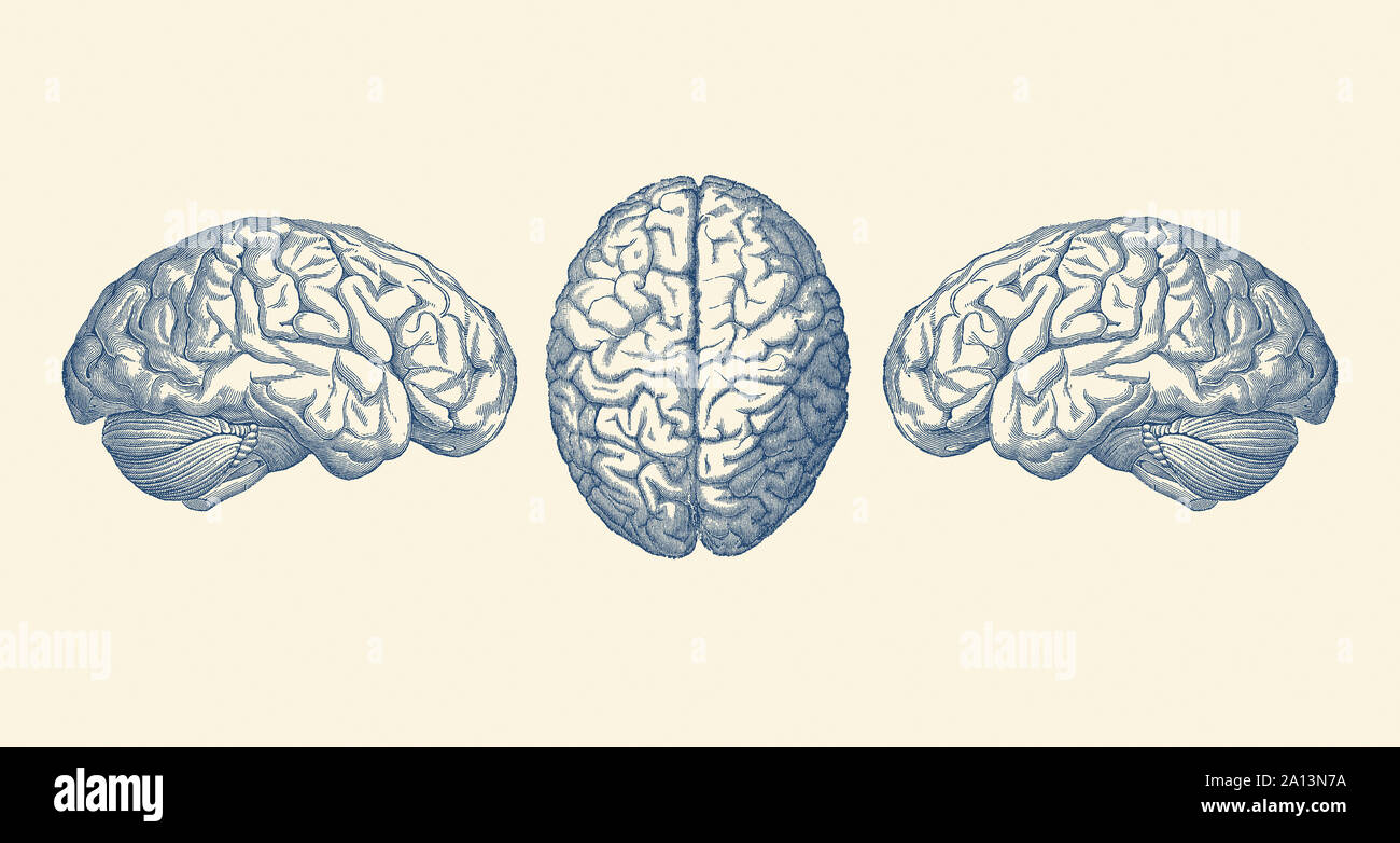 Vintage Anatomie Drucken zeigt drei Ansichten des menschlichen Gehirns. Stockfoto