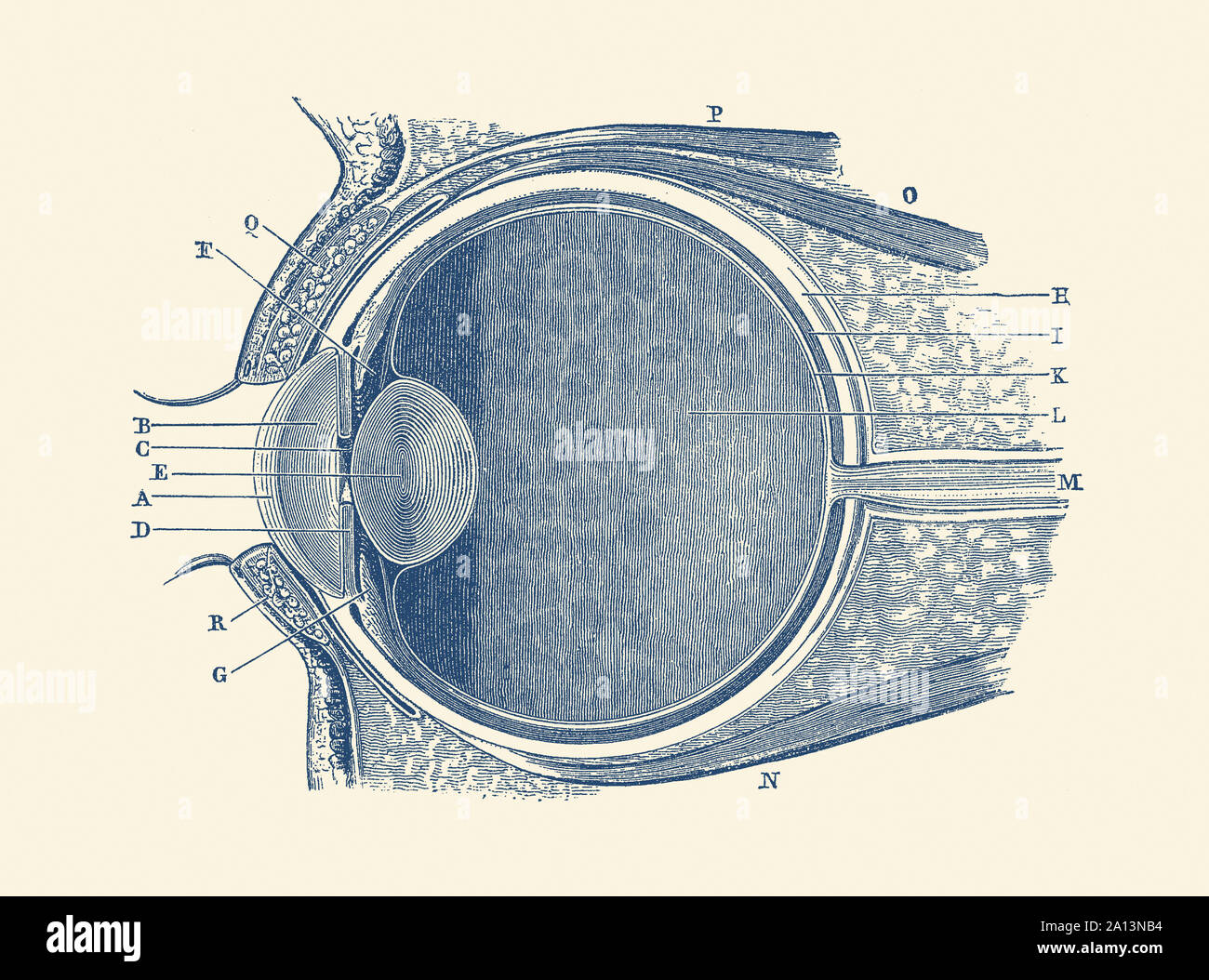 Vintage Anatomie Drucken zeigt ein Diagramm des menschlichen Auges. Stockfoto