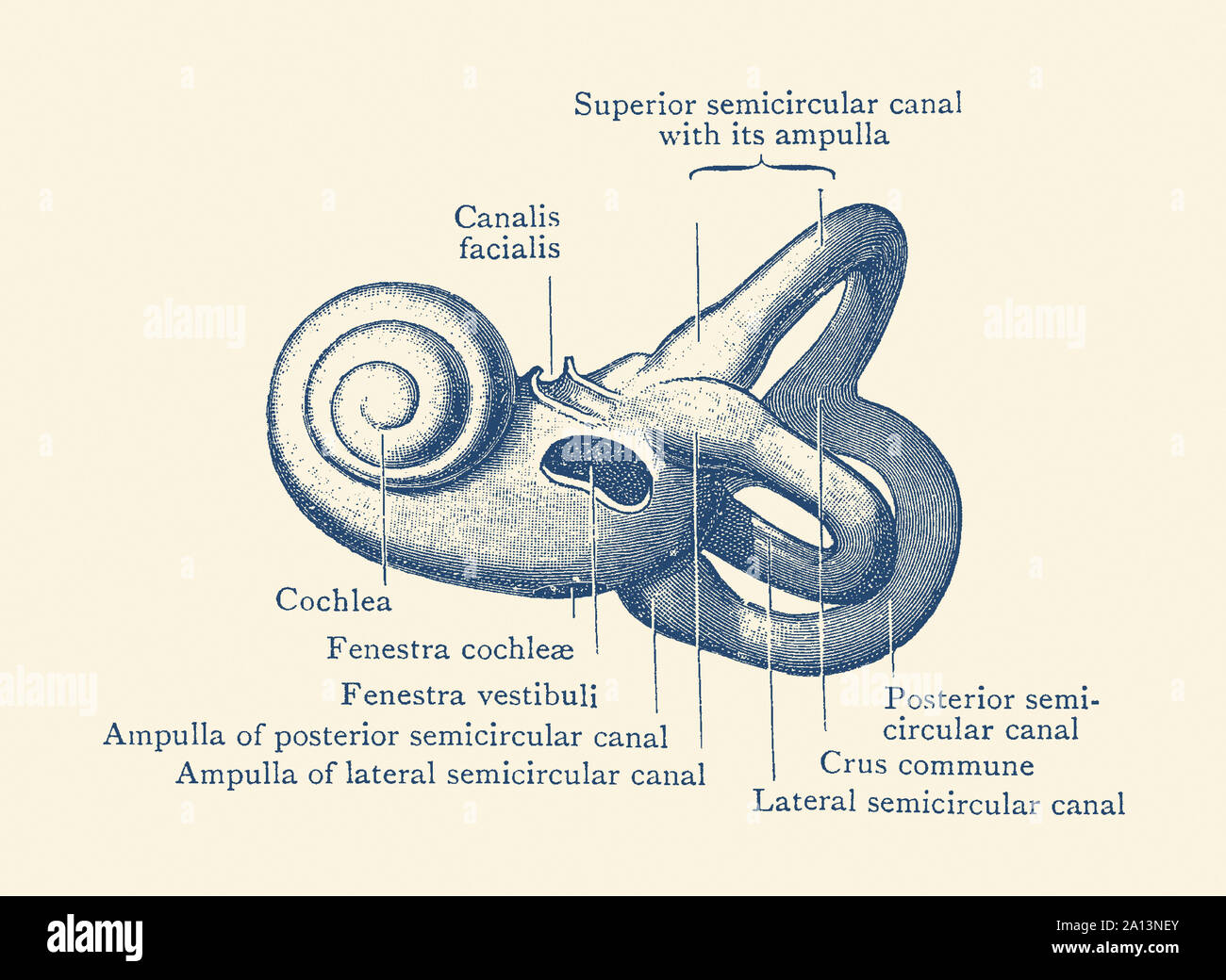 Vintage Anatomie Drucken zeigt ein Diagramm des Innenohrs. Stockfoto