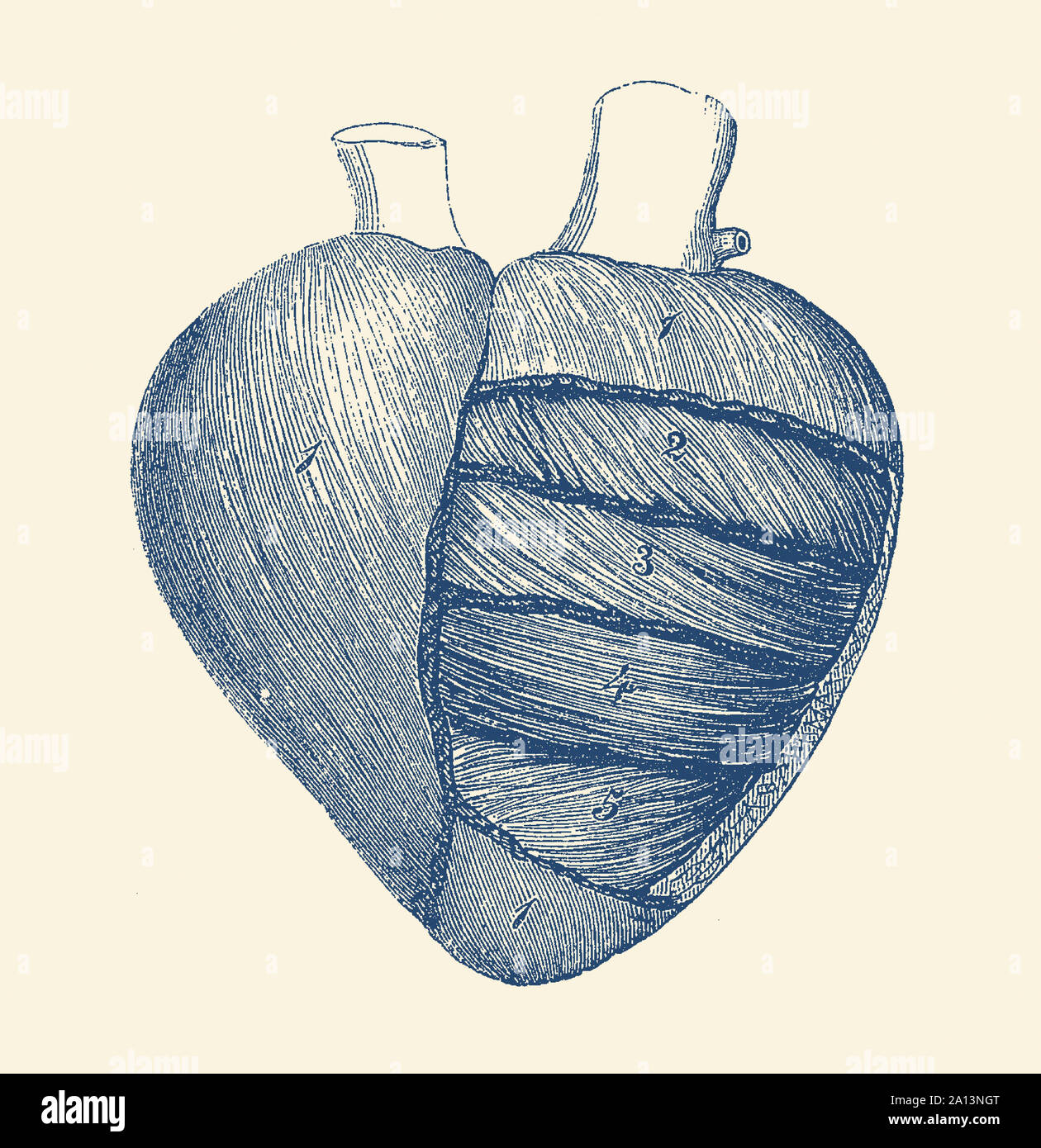 Herz Anatomie Zeichnung Stockfotos Und Bilder Kaufen Alamy