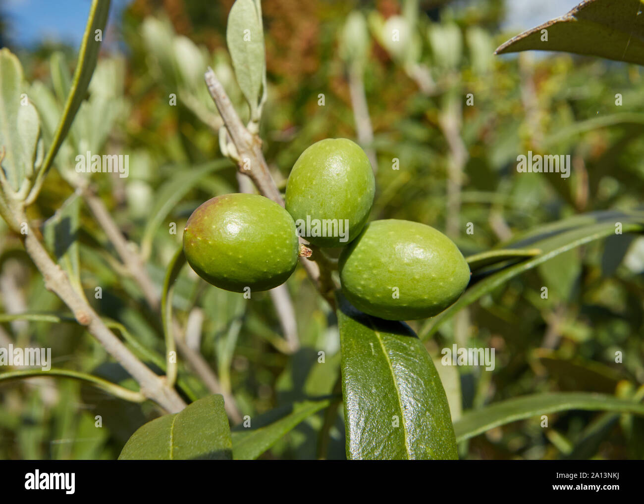 Eine Nahaufnahme der drei helle grüne Oliven wachsen in der Sonne. Stockfoto