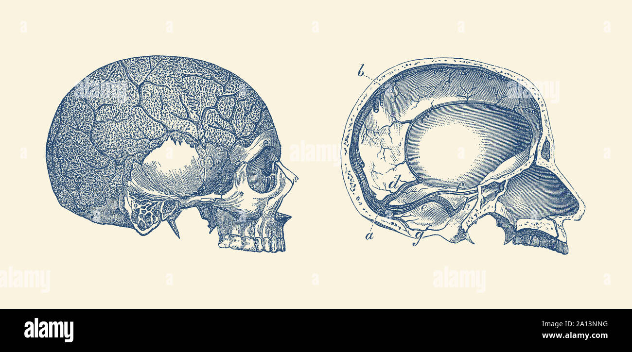 Vintage Anatomie drucken Übersicht der Seite und im Blick auf einen menschlichen Schädel. Stockfoto