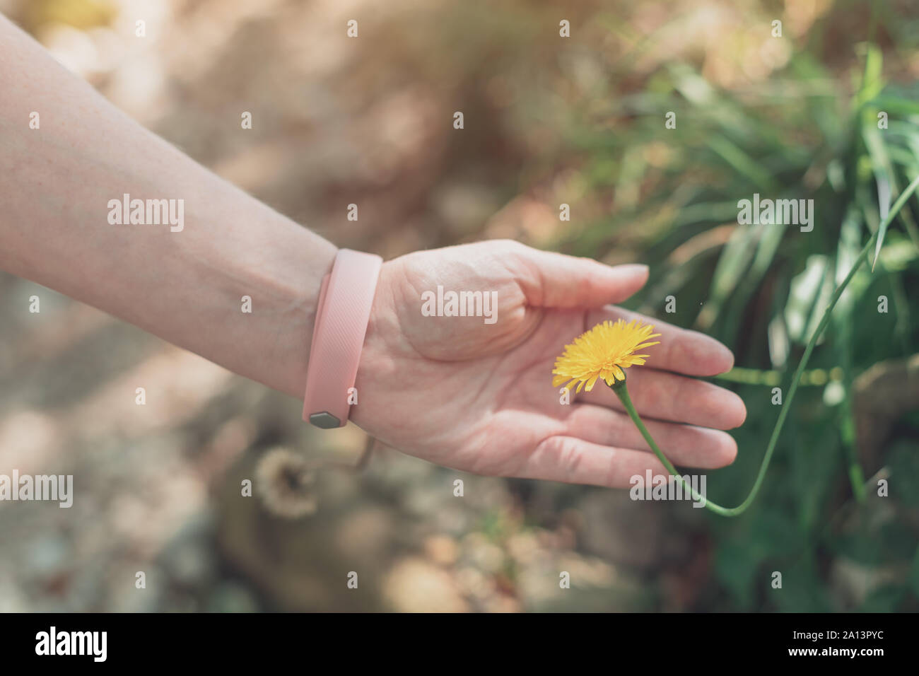 Weibliche Wanderer berühren Löwenzahn Blume im Wald, in der Nähe der Hand tragen intelligente Eignung Armband Stockfoto