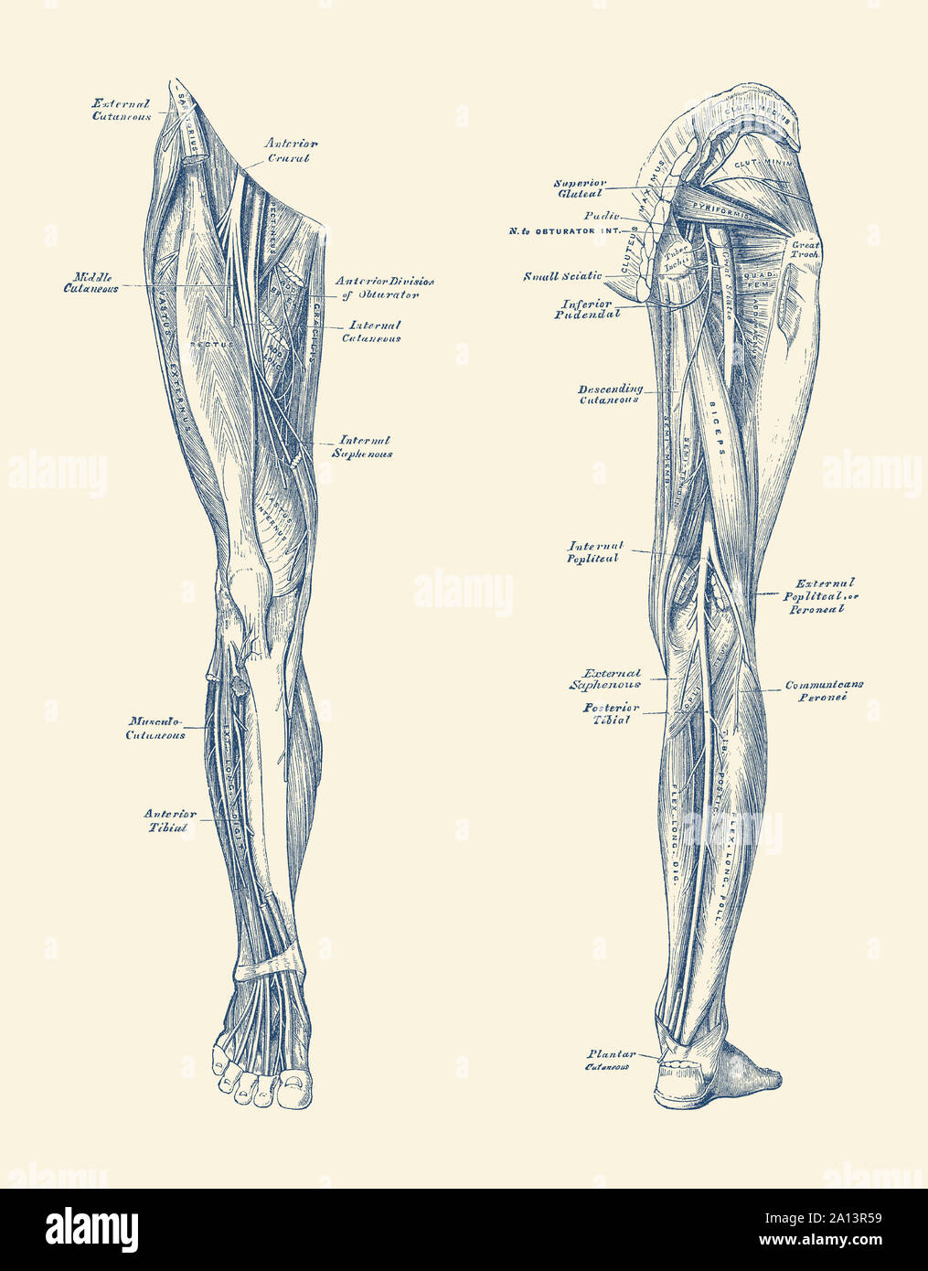 Vintage Diagramm mit der Darstellung der Muskeln und der Arterien in den Beinen. Stockfoto