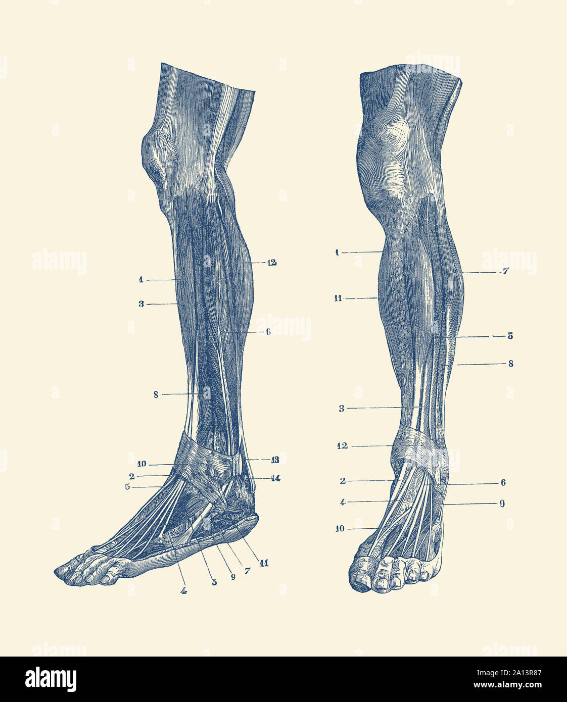 Ein Dual View der Muskeln und Sehnen in ein menschliches Bein. Stockfoto