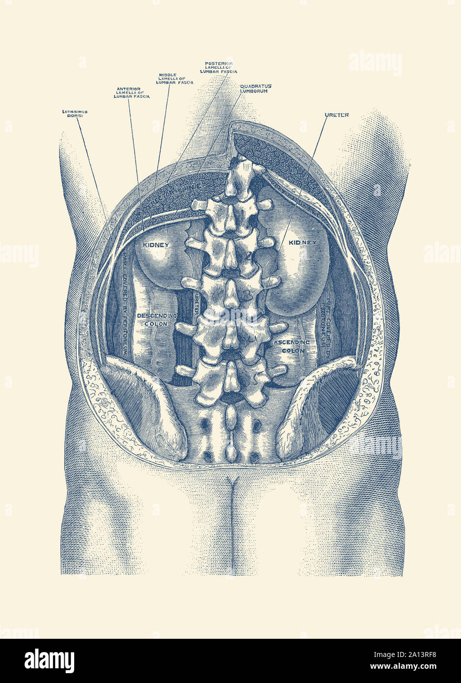 Vintage Anatomie Drucken zeigt ein Blick auf die Nieren und Darm innerhalb des menschlichen Körpers. Stockfoto