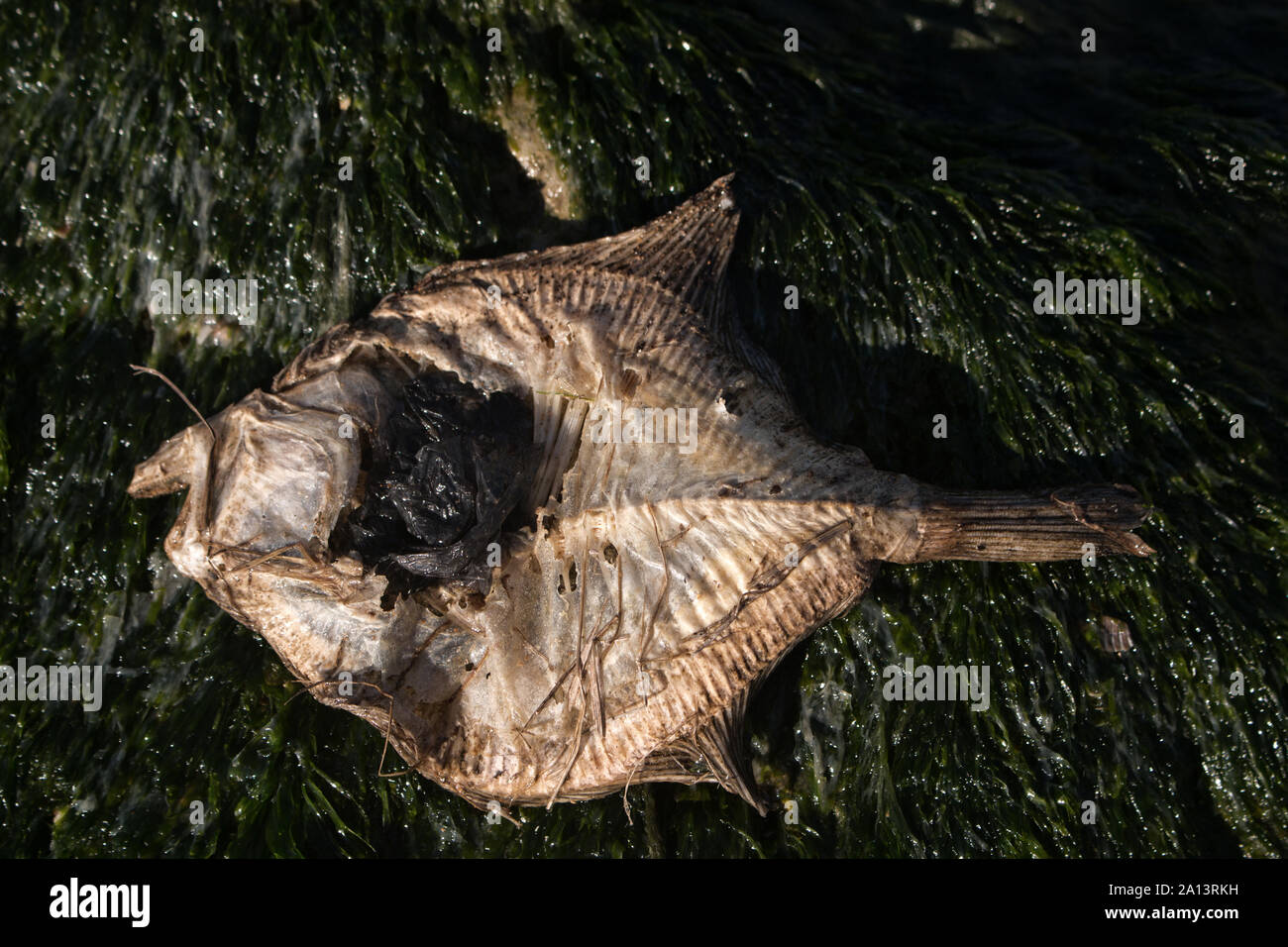 Tote trocken Fisch (flunder Platichthys, Bodenfische) auf einer Muschel (planlagestörungen, cardiidae) Strand am Schwarzen Meer, supralittoral Stockfoto