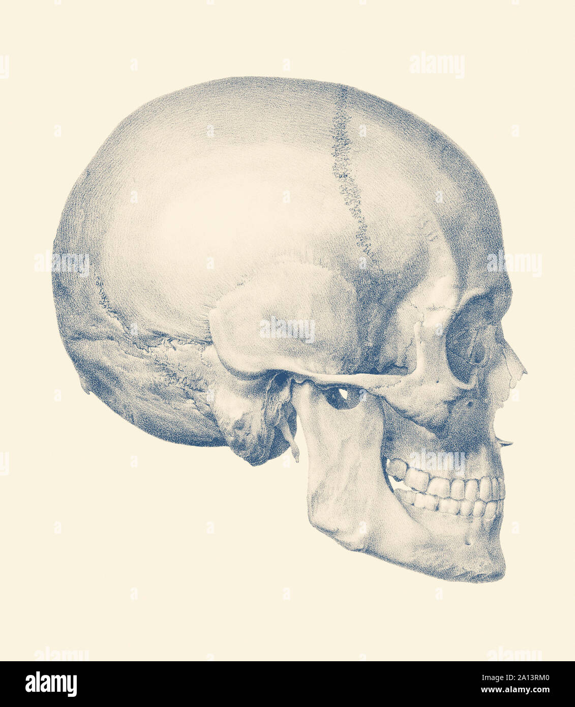 Vintage Anatomie Drucken verfügt über einen seitlichen Blick auf den menschlichen Schädel. Stockfoto